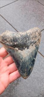 Dent de requin mégalodon fossile de 13 cm, Collections, Enlèvement ou Envoi, Fossile
