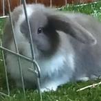 Zeer mooi minilop ramelaartje, Dieren en Toebehoren, Konijnen, Mannelijk, Klein, Hangoor, 0 tot 2 jaar