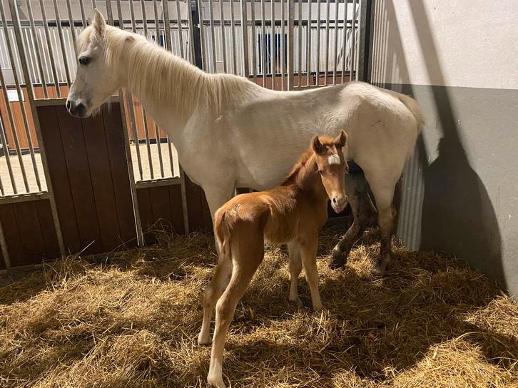 Welsh veulen, Dieren en Toebehoren, Pony's, Hengst
