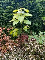 Trompetboom of catalpa bignoides, Enlèvement, Été