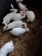 Jonge (vlees)konijnen te koop, Taille moyenne, Plusieurs animaux, 0 à 2 ans