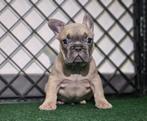 Franse bulldog, Dieren en Toebehoren, Honden | Bulldogs, Pinschers en Molossers, België, Fokker | Hobbymatig, CDV (hondenziekte)