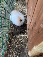 Hangoor dwergkonijntjes, Femelle, Nain, Oreilles tombantes, 0 à 2 ans