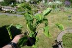 hosta laag, Ophalen