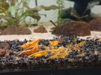 Orange sakura neocaridina garnalen, Kreeft, Krab of Garnaal, Zoetwatervis