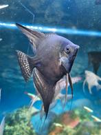 Maanvissen, Dieren en Toebehoren, Vissen | Aquariumvissen