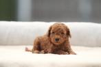 Dwergpoedel pups, Toy Poedel, mini Poedel, België, 8 tot 15 weken, Meerdere, Meerdere dieren