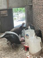 Ronquire kalkoen, Meerdere dieren, Kalkoen