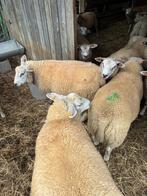 schaap ram, Dieren en Toebehoren, Schapen, Geiten en Varkens, Mannelijk, Schaap, 0 tot 2 jaar