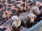 teckel pups,kleine dwerg,isabella, België, 8 tot 15 weken, Korthaar, CDV (hondenziekte)