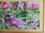 puzzel jumbo orchidee 1000, Ophalen of Verzenden, 500 t/m 1500 stukjes, Zo goed als nieuw, Legpuzzel