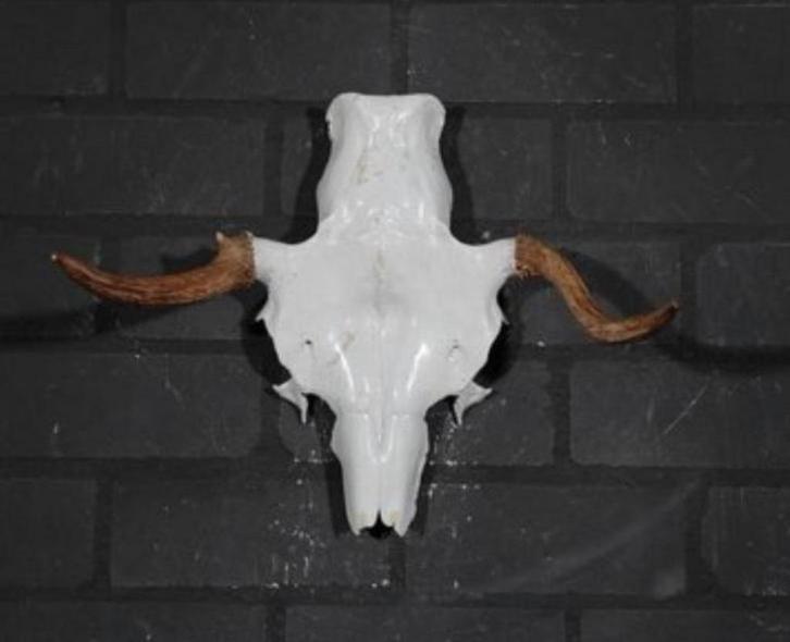 Eland Schedel Large Northern Elk Moose skull - Alces alces, Verzamelen, Dierenverzamelingen, Gebruikt, Schedel, Ophalen of Verzenden