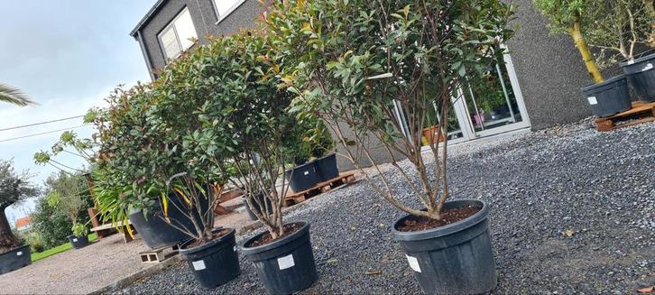 Photinia Carré Rouge - Glansmispel meerstam, Tuin en Terras, Planten | Bomen, Ophalen