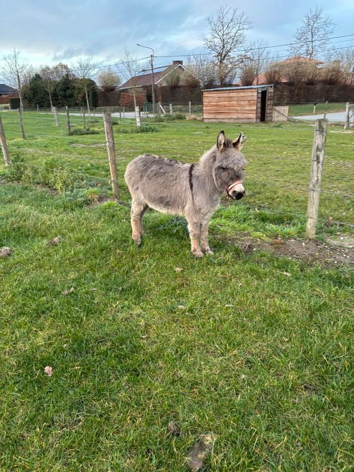 Mini-ezel dekhengst te koop, Dieren en Toebehoren, Pony's, Hengst, Niet van toepassing, 7 tot 10 jaar, Met stamboom, Gechipt, Ontwormd