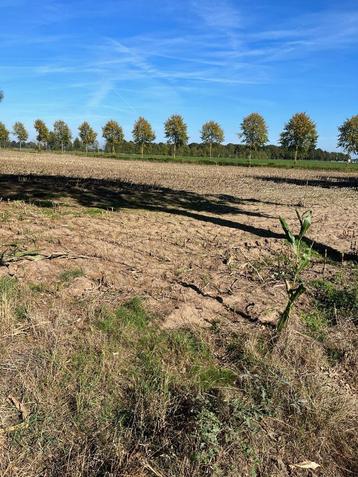 Landbouwgrond te koop in Weelde (Ravels) beschikbaar voor biedingen