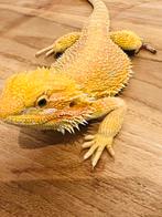 Hypo blue bar het witblits baardagaam 1.0.0, Dieren en Toebehoren, Reptielen en Amfibieën, Hagedis