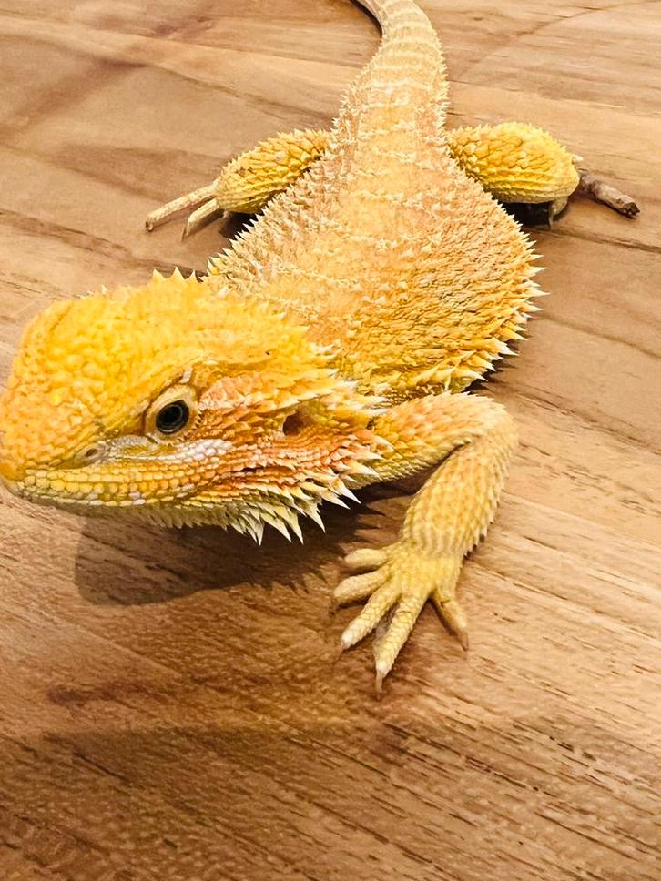 Hypo blue bar het witblits baardagaam 1.0.0, Dieren en Toebehoren, Reptielen en Amfibieën, Hagedis