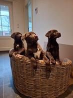 Labrador pups, Dieren en Toebehoren, België, CDV (hondenziekte), 8 tot 15 weken, Labrador retriever