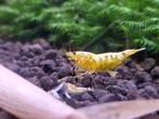 Caridina Galaxy Fishbone Yellow Uitgeselecteerd garnalen, Dieren en Toebehoren, Kreeft, Krab of Garnaal, Zoetwatervis