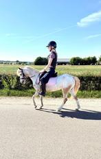 Leuke bereden en betuigde pony, Merrie, B pony (1.17m tot 1.27m), Gechipt, 3 tot 6 jaar