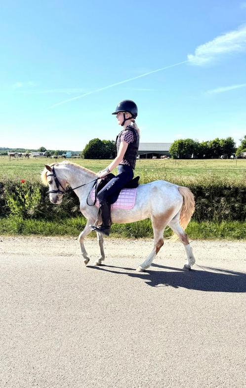 Leuke bereden en betuigde pony, Dieren en Toebehoren, Pony's, Merrie, B pony (1.17m tot 1.27m), 3 tot 6 jaar, Met stamboom, Gechipt