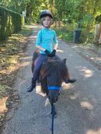 Mega brave shetlander merrie, 11 jaar, gereden, Merrie, Zadelmak, Recreatiepaard, Gechipt