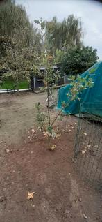 eiken boompje 2 m hoogte, Ophalen