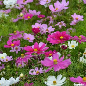 Cosmea mix beschikbaar voor biedingen