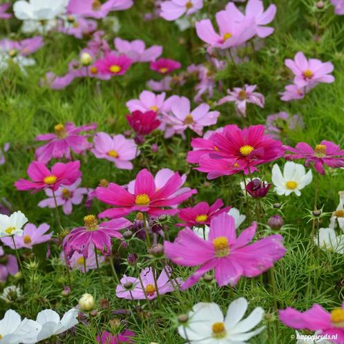Cosmea mix, Tuin en Terras, Bloembollen en Zaden, Ophalen