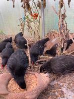 Hennetjes, Dieren en Toebehoren, Pluimvee