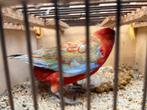 Pennant rosella pastel pop, Dieren en Toebehoren, Vogels | Parkieten en Papegaaien, Vrouwelijk, Parkiet, Geringd