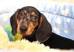 Super leuke Teckel pups!, 15 weken tot 1 jaar, CDV (hondenziekte), Dwerg, Meerdere