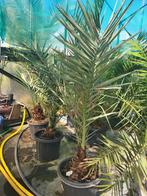 Phoenix dactilifera, stam 15cm, totaal 90/110 hoog., Tuin en Terras, Ophalen of Verzenden