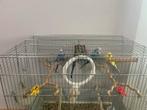 7 perruche 4 femelles 3 mâles Tous ils sont bon santé, Animaux & Accessoires, Perruche