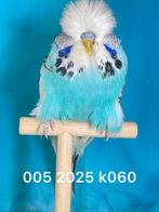 Blauw bont engelse grasparkieten, Dieren en Toebehoren, Vogels | Parkieten en Papegaaien, Mannelijk, Parkiet, Geringd