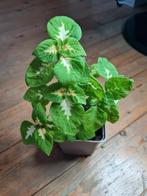 Siernetel Coleus Wizard Jade, Huis en Inrichting, Kamerplanten, Ophalen