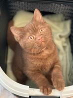 British shorthair Odd eyes & bleu eyes, Dieren en Toebehoren, Meerdere dieren, Gechipt, 0 tot 2 jaar