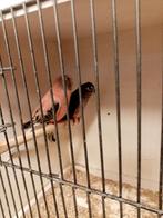 Bourks, Femelle, Perruche, Bagué