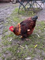 Tam haantje, Dieren en Toebehoren, Pluimvee, Mannelijk, Kip