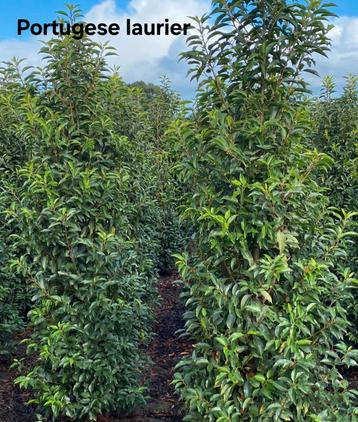 Portugese laurier! beschikbaar voor biedingen
