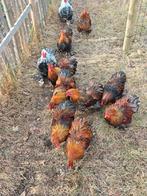 Cochin kriel haantje, Dieren en Toebehoren, Pluimvee