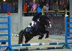 Super lieve B-pony, Dieren en Toebehoren, Gechipt, B, Ruin, B pony (1.17m tot 1.27m)