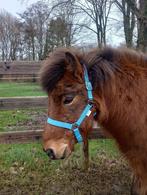 Almur, IJslandse ruin 8jaar, Dieren en Toebehoren, Paarden, Minder dan 160 cm, Gechipt, Ruin, 7 tot 10 jaar