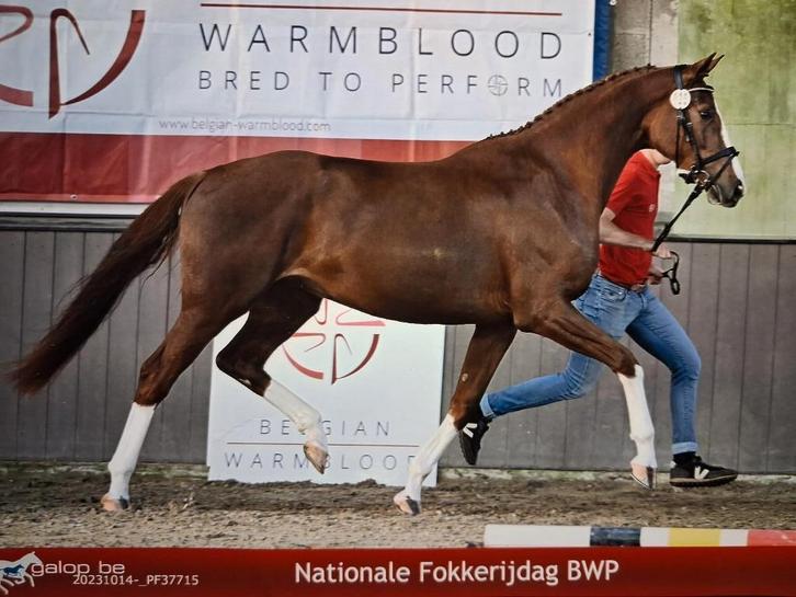 Chique Fokmerrie Dressuur 6 jaar, Animaux & Accessoires, Chevaux & Poneys | Étalons & Juments poulinières, Jument