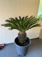 Cycas, Ophalen, Volle zon, Vaste plant, Varens