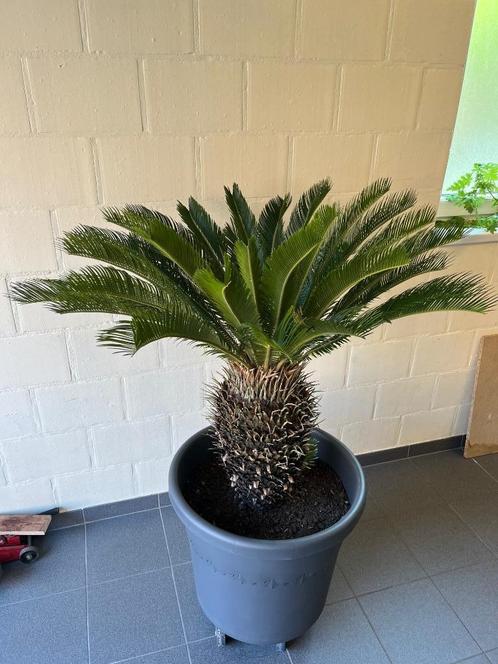 Cycas, Tuin en Terras, Planten | Tuinplanten, Vaste plant, Varens, Volle zon, Winter, Ophalen