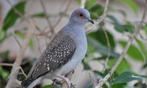 Jonge diamantduifjes, Dieren en Toebehoren, Vogels | Duiven