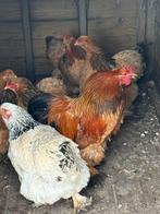 Mooie columbia buff zwart haan 2025 kraait zacht, Mâle, Poule ou poulet