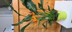 Kamerplant Strelitzia Reginae- Paradijsvogelbloem, Ophalen