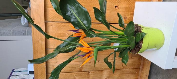 Kamerplant Strelitzia Reginae- Paradijsvogelbloem, Tuin en Terras, Planten | Bomen, Ophalen